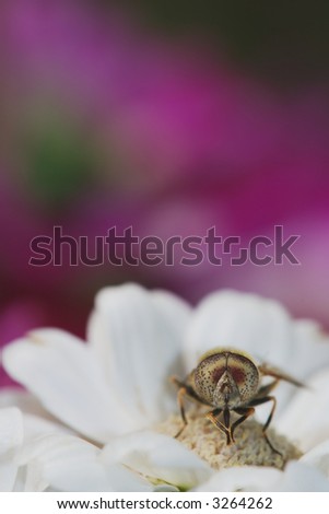 Little insect (Eristalinus) praying to thank for the beauty around him