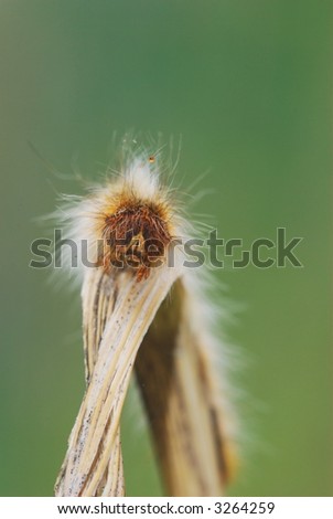 A hairy caterpillar's face