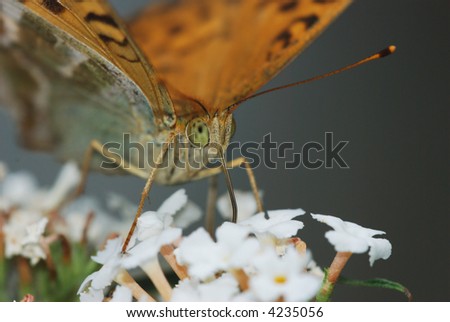 The face of Argynnis butterfly on a white buddleja