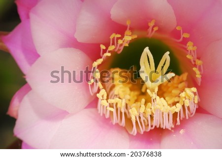 Detail of a pink echinopsis cactus flower