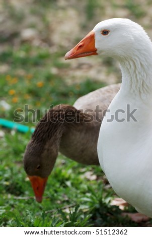 Two domestic geese one white and one grey (selective focus on the face of white one)