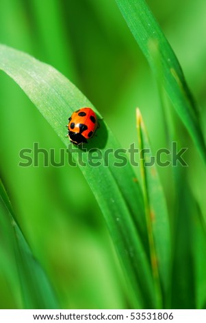 Little red Ladybird on bright green grass leaves (selective focus on ladybird back)