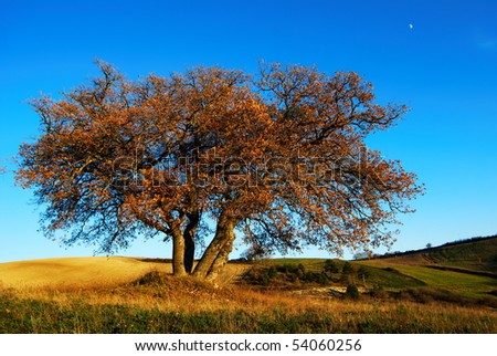 Large oak tree in bright fall colors with blue sky and moon