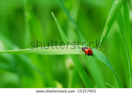 Red spotted Ladybird on green blade of grass (selective focus on ladybird back)