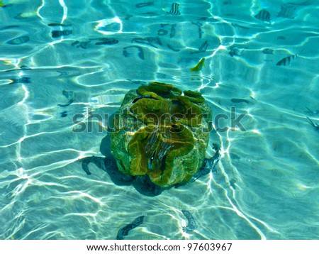 A giant clam Tridacna gigas in a shallow tropical lagoon with a flock of fish