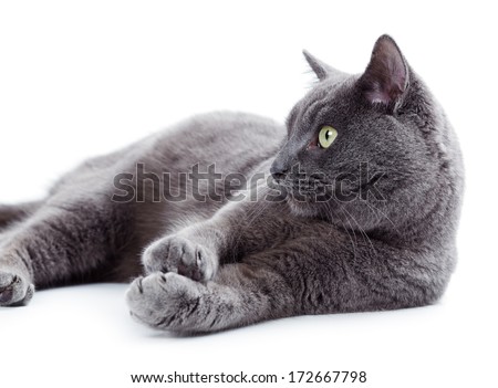Green eyed Maltese cat also known as the British Blue on a white background