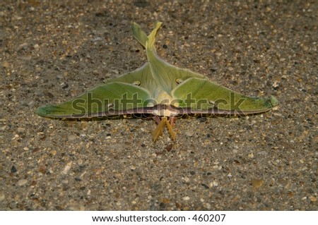 luna moth dries it\'s wings in the sun