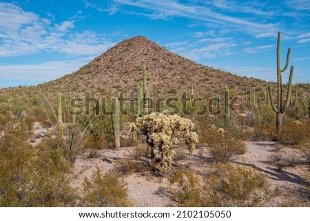 Saguaros along North Puerto Blanco Drive in Organ Pipe Cactus National Monument, Arizona, USA Stockfoto © 