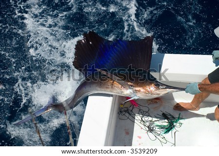 Sail Fish out of the water