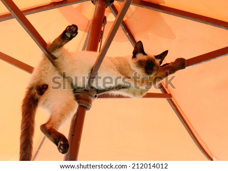 funny position thai cat resting and relaxing under parasol