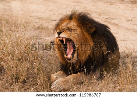 Yawning lion near Kruger National Park, Hoedspruit, South Africa