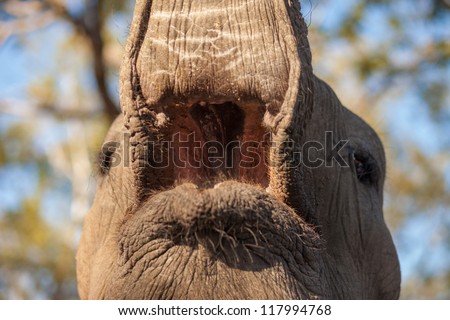Inside the mouth of an African bush elephant