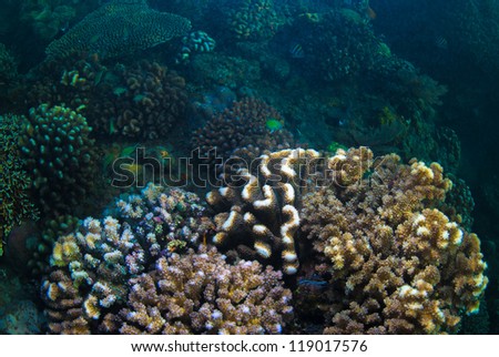 Underwater coral, fish, and plants Bali, Indonesia