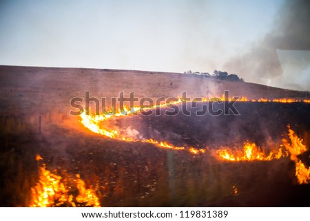 Line of fire in brush from an African wildifre