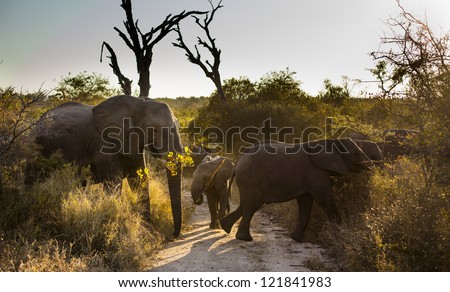 Three AFRICAN BUSH ELEPHANTS (Loxodonta africana) crossing a road