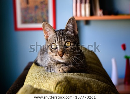 Cat lying on top of a sofa inside home.