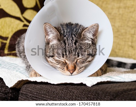 Portrait of an anesthetized cat  with an Elizabethan collar inside home