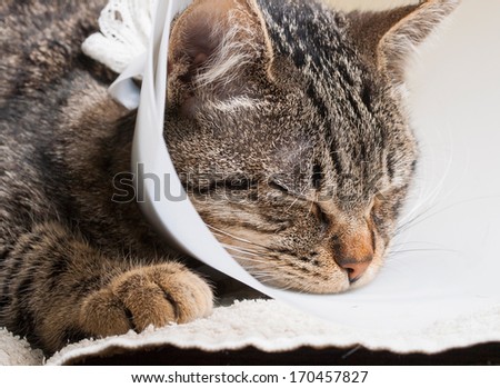 Sleeping cat with an Elizabethan collar inside home