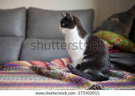 Black and white female cat looking away on a couch at home
