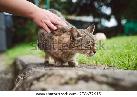 A cat is caressed by a human hand outdoors