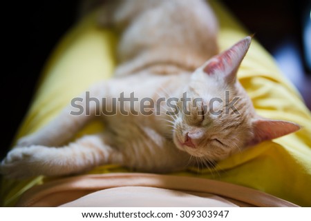 Little kitten sleeping on the lap of a person