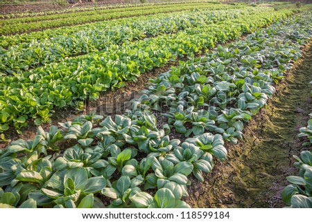 vegetable garden in the country side with different vegetables growing