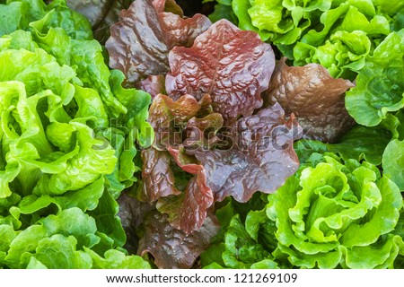 mutated red lettuce in the garden with green lettuce together