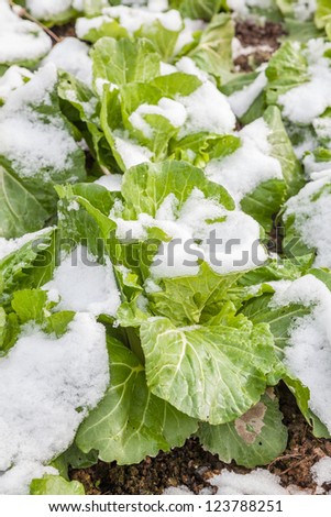 baby chinese cabbage in the field after snow