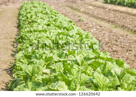 mastered mustard vegetable growing in the garden, a green vegetable with large leaves, it is mostly used for salted vegetables