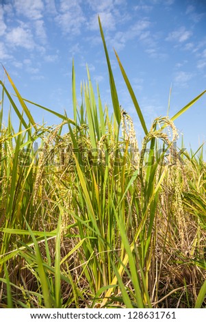 ripe rice field under blue sky