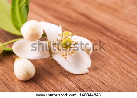 white orange flower on wooden table studio shoot