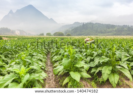 tobacco field under blue sky
