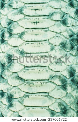 Close up on snake skin texture with green colored scale, sun light highlighted image