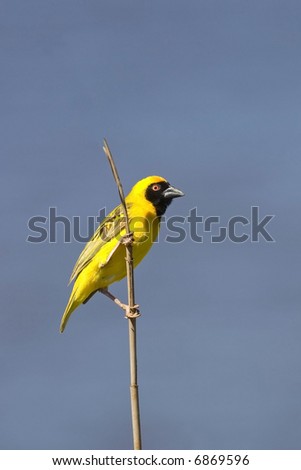 Southern masked-weaver sitting on a reed; Ploceus velatus;  South Africa