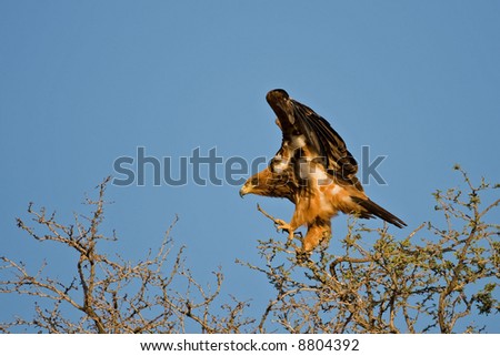 Tawny eagle landing on a thorn tree; Aquila rapax; South Africa