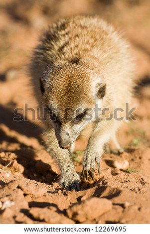 Suricate or meerkat searching for food in Kalahari desert; Suricata suricatta; South Africa