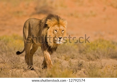 Male lion walking in dry riverbed; Panthera leo; Kalahari desert; South Africa