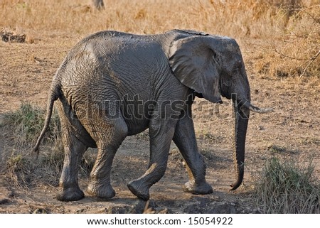 Wet African elephant walking in field; Loxodonta Africana; South Africa