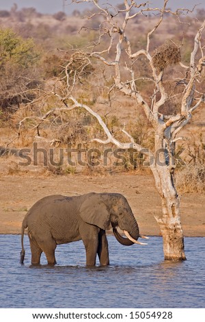 African elephant standing in water next to a dead tree; Loxodonta Africana; South Africa