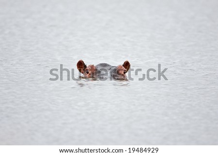 Partial hippo face showing above water; Hippopotamus amphibius; South Africa