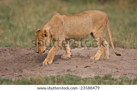 Young lion walking in field; Panthera leo