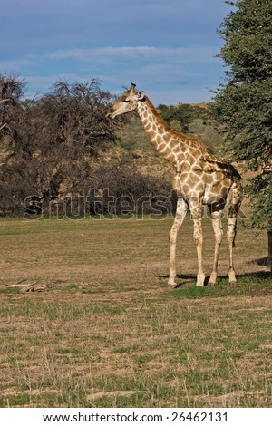 Giraffe standing in dry riverbed; Giraffa Camelopardis; Kalahari desert; South Africa