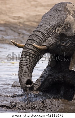 Elephant playing in muddy water; Loxodonta Africana