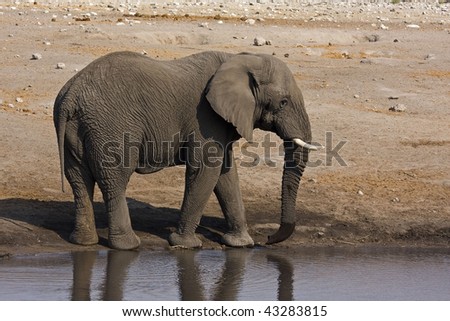 Close-up of african elephant standing at waterhole; Loxodonta Africana