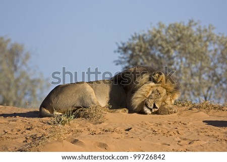 Male lion resting on top of sand dune; Panthera leo; Kalahari desert; South Africa