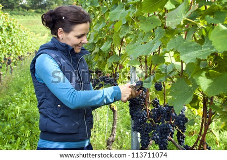 Woman in the vineyard picking grape during wine harvest