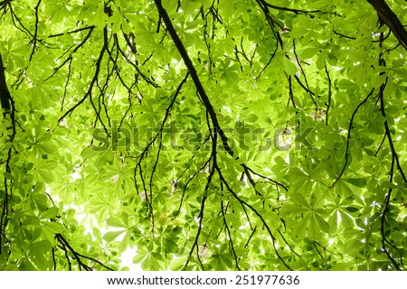 Green Leaves of Trees With Sunlight In Spring