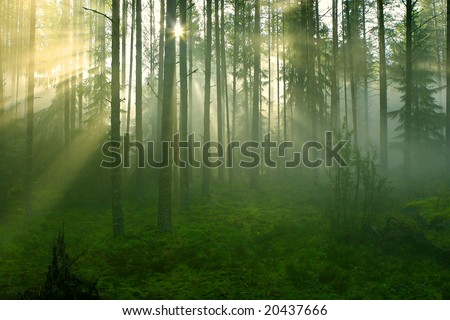 Sun rays crossing a misty forest photographed in an early summer morning.