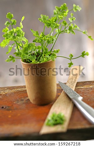 Pot of basil plant with -silver knife and wooden spoon foreground