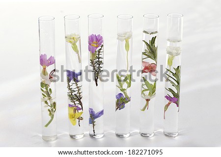 Test-tubes with a transparent solution with plant and flowers isolated on white background